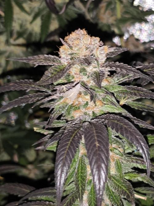 Red wine 🍷 X the Bird 🐦. Week 10