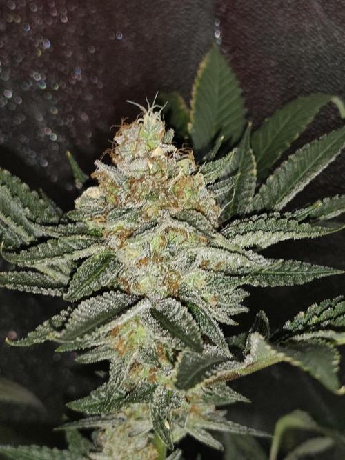 Red wine 🍷 X the Bird 🐦. Week 10