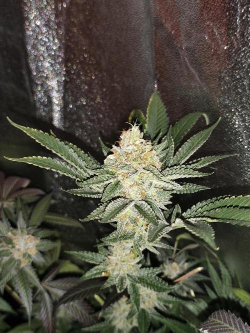 Red wine 🍷 X the Bird 🐦. Week 10