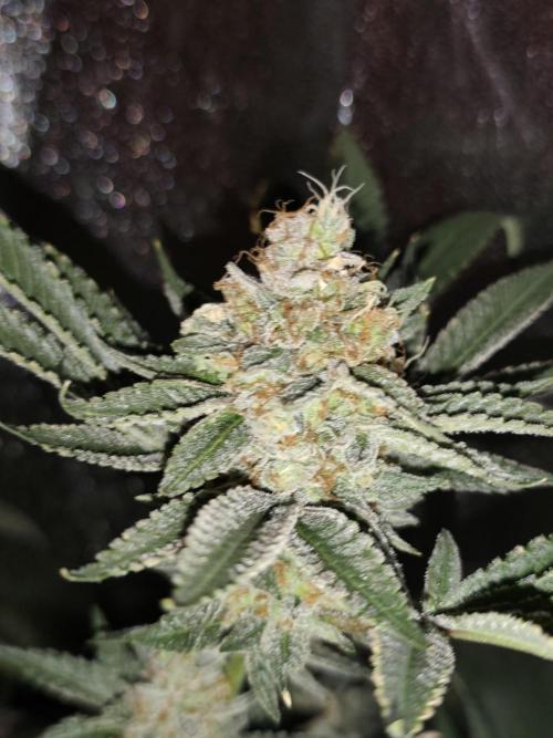 Red wine 🍷 X the Bird 🐦. Week 10