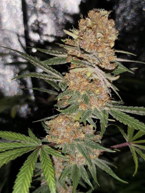 Red wine 🍷 X the Bird 🐦. Week 10