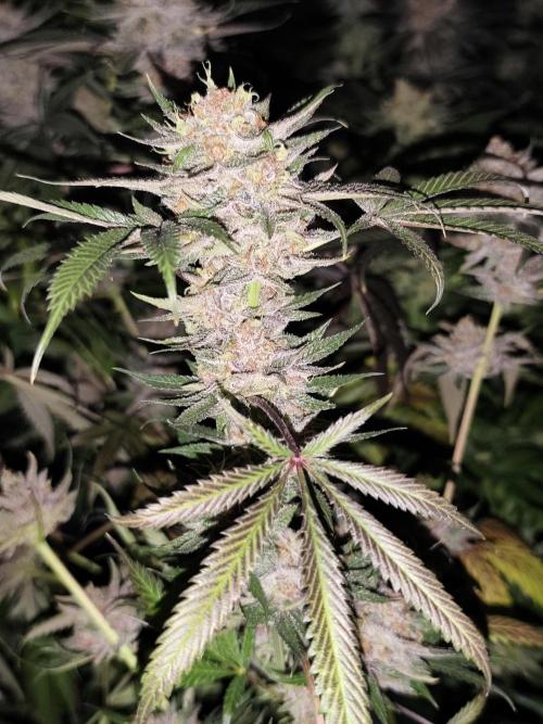 Red wine 🍷 X the Bird 🐦. Week 10