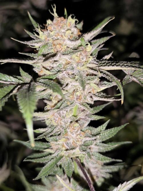 Red wine 🍷 X the Bird 🐦. Week 10