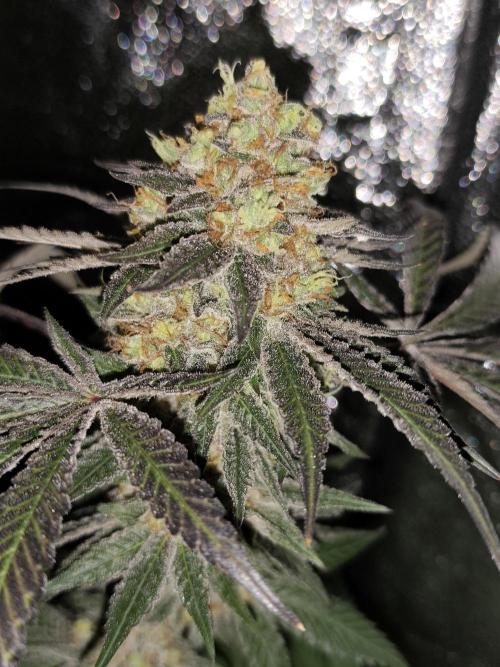 Red wine 🍷 X the Bird 🐦. Week 10