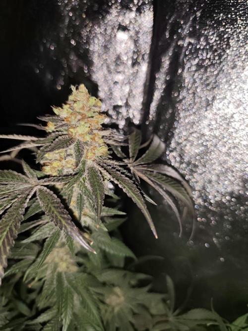 Red wine 🍷 X the Bird 🐦. Week 10