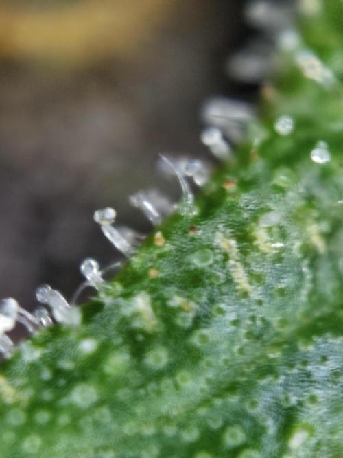 Red wine 🍷 X the Bird 🐦. Week 10