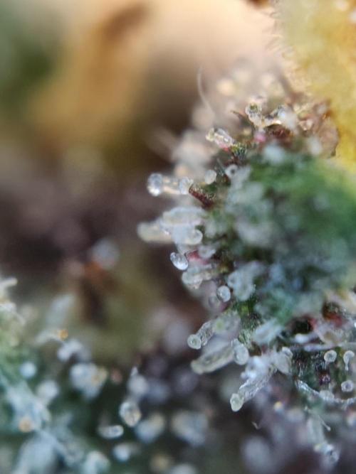 Red wine 🍷 X the Bird 🐦. Week 10