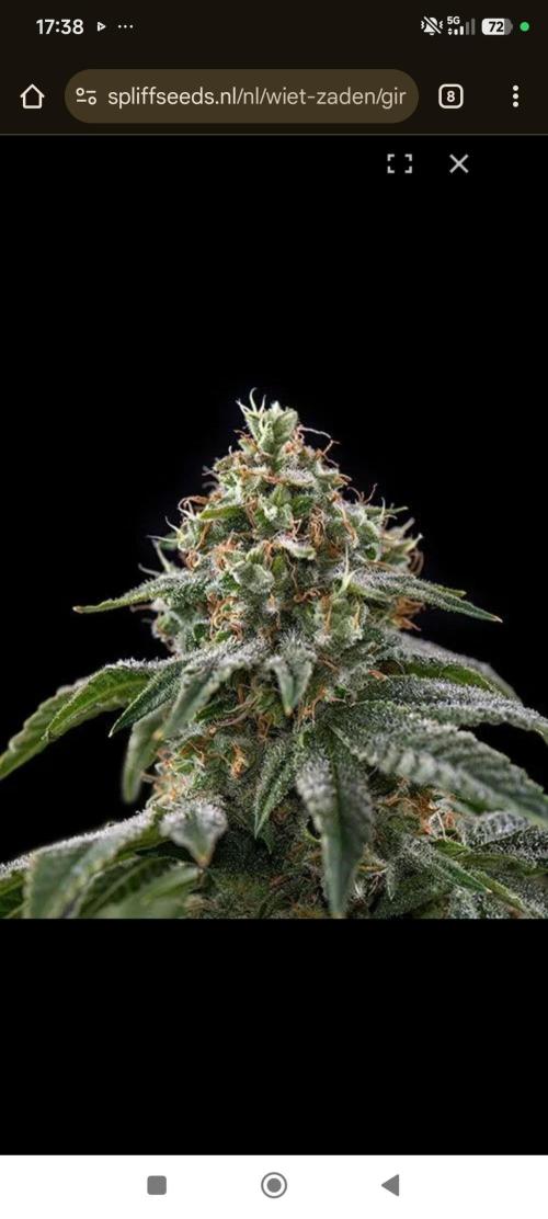 Spliff Seeds Girl Scout Cookies. Week 1