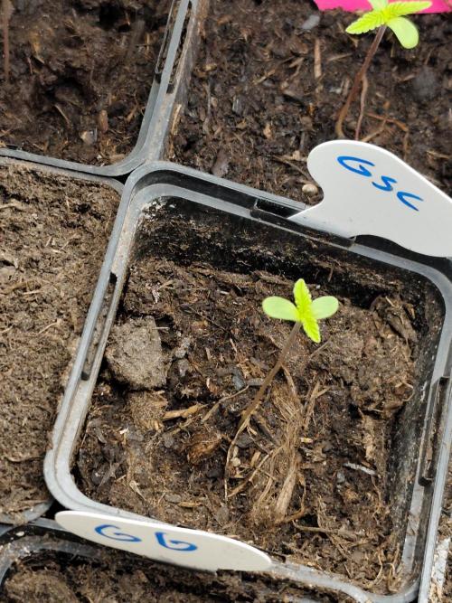 Spliff Seeds Girl Scout Cookies. Week 1
