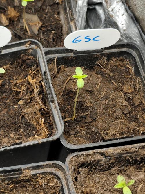 Spliff Seeds Girl Scout Cookies. Week 1