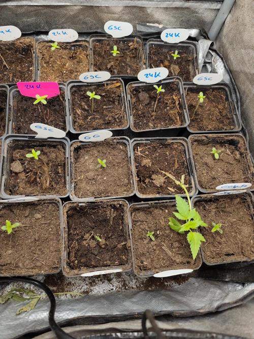 Spliff Seeds Girl Scout Cookies. Week 1