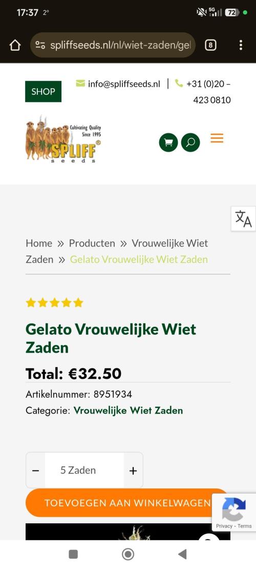 Spliff Seeds Gelato. Week 1