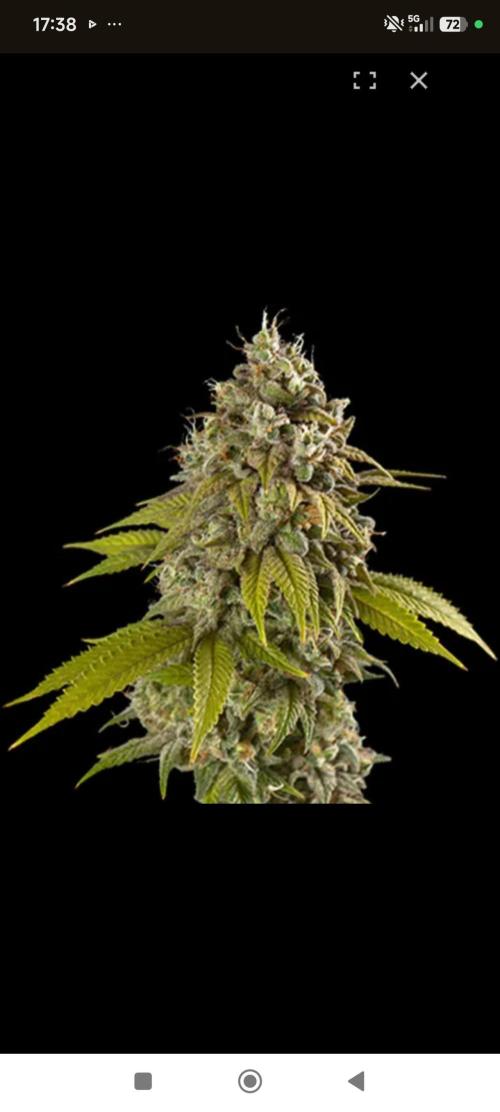 Spliff Seeds Gelato. Week 1