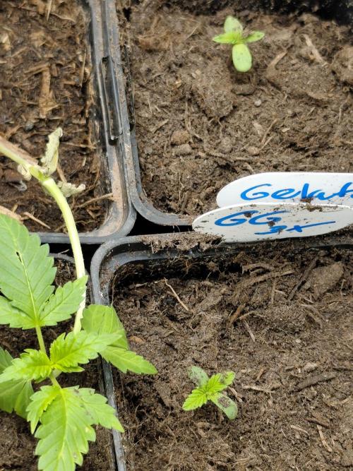 Spliff Seeds Gelato. Week 1