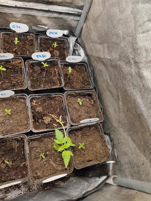 Spliff Seeds Gelato. Week 1