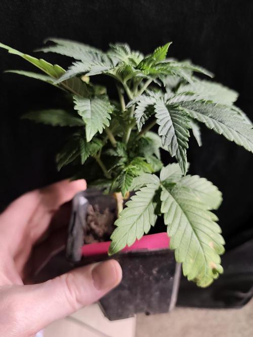 Spliff Seeds Gelato. Week 3