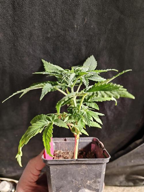 Spliff Seeds Gelato. Week 3