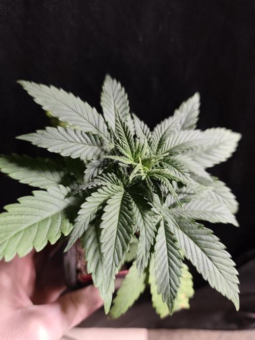 Spliff Seeds Gelato. Week 3
