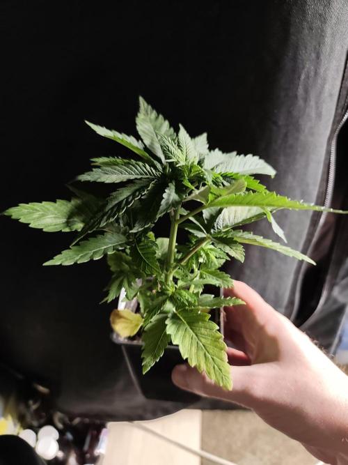Spliff Seeds Girl Scout Cookies. Week 3