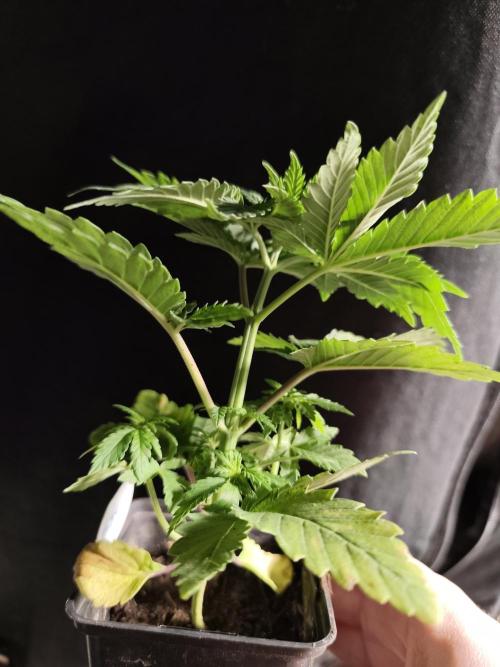 Spliff Seeds Girl Scout Cookies. Week 3