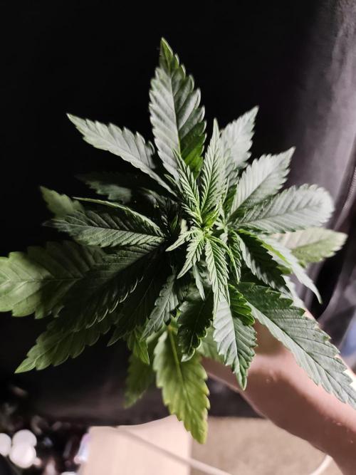 Spliff Seeds Girl Scout Cookies. Week 3