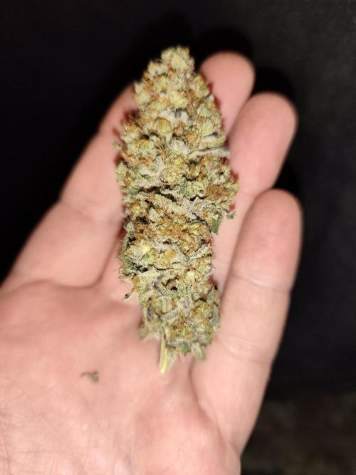 Red wine 🍷 X the Bird 🐦. Week 11