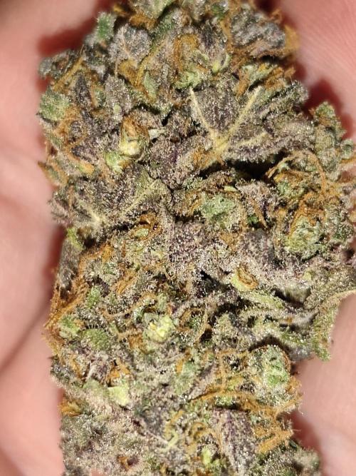 Red wine 🍷 X the Bird 🐦. Week 11