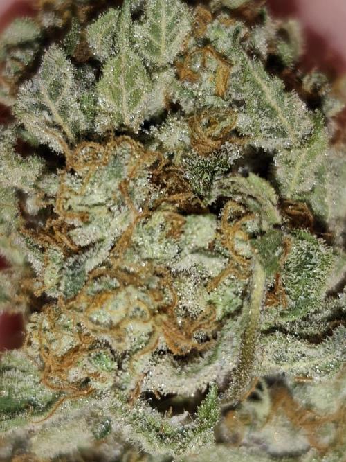 Red wine 🍷 X the Bird 🐦. Week 11