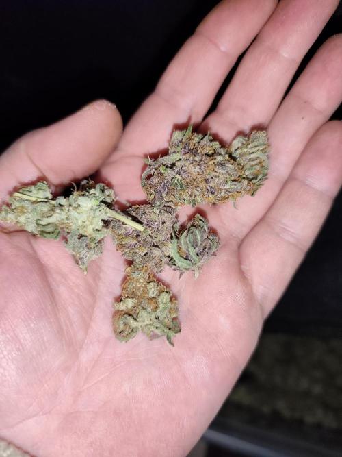 Red wine 🍷 X the Bird 🐦. Week 11