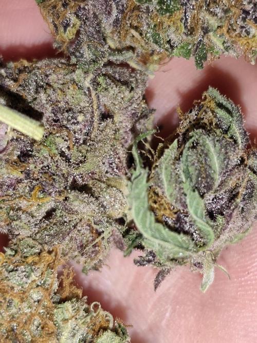 Red wine 🍷 X the Bird 🐦. Week 11
