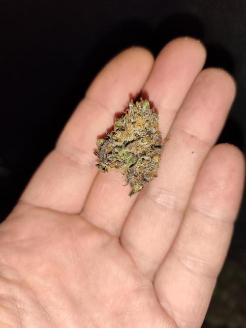 Red wine 🍷 X the Bird 🐦. Week 11