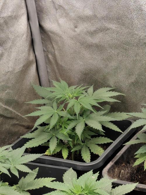 Seeds Genetics - Gorilla Glue. Week 3