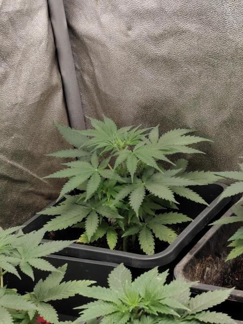 Seeds Genetics - Gorilla Glue. Week 3