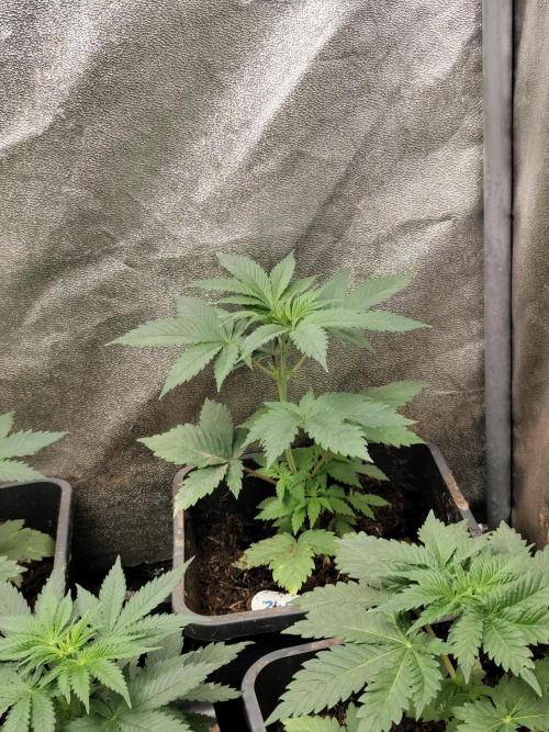 Seeds Genetics - Gorilla Glue. Week 3