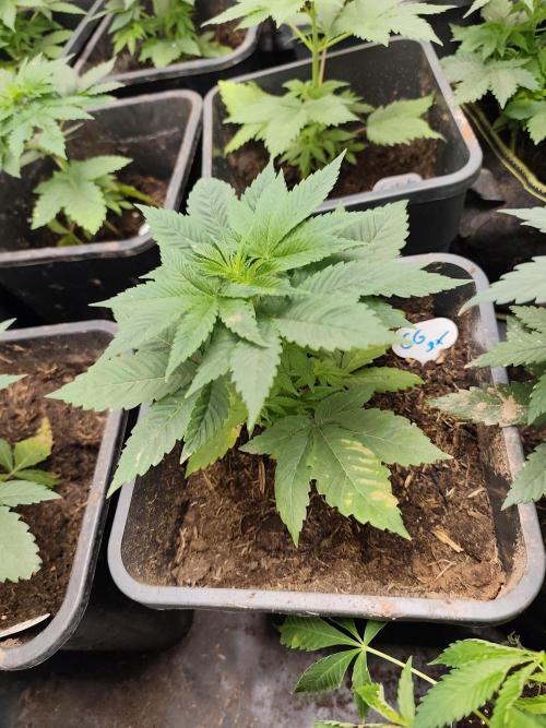 Seeds Genetics - Gorilla Glue. Week 3