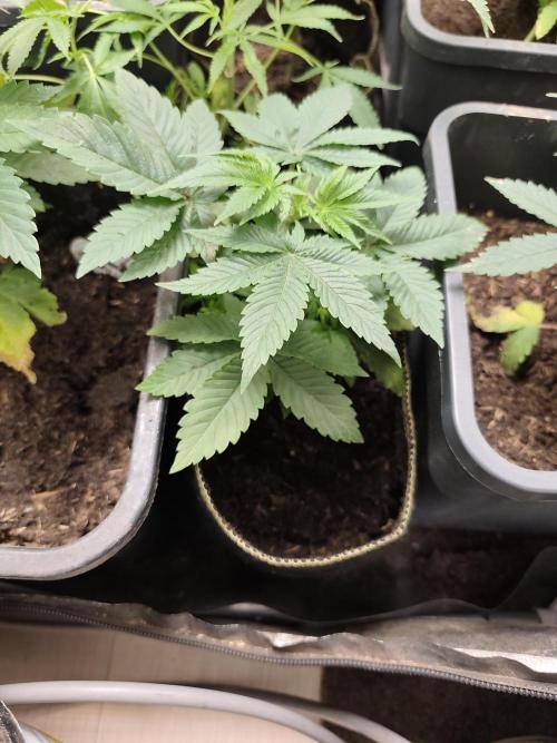Purple Mintz 💜. Week 3