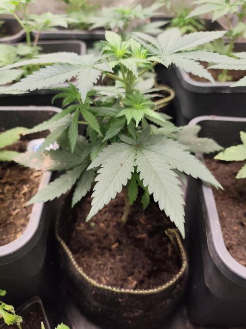 Purple Mintz 💜. Week 3
