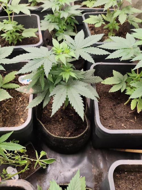 Purple Mintz 💜. Week 3