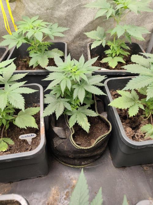 Purple Mintz 💜. Week 3