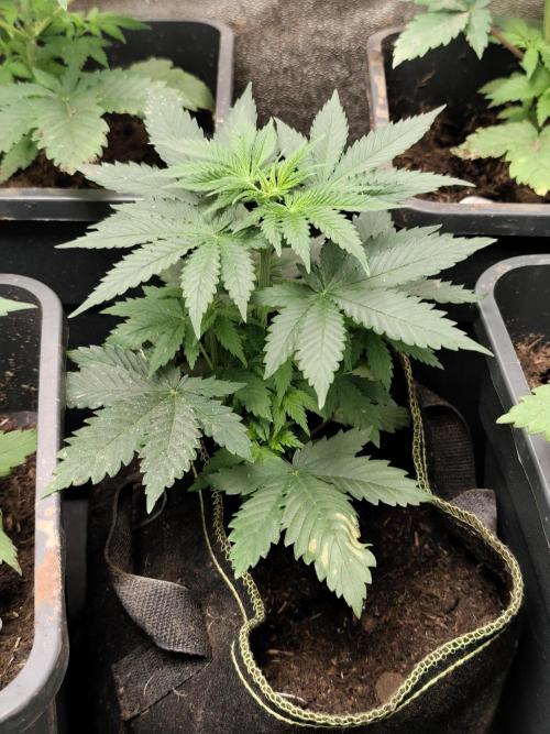 Purple Mintz 💜. Week 3