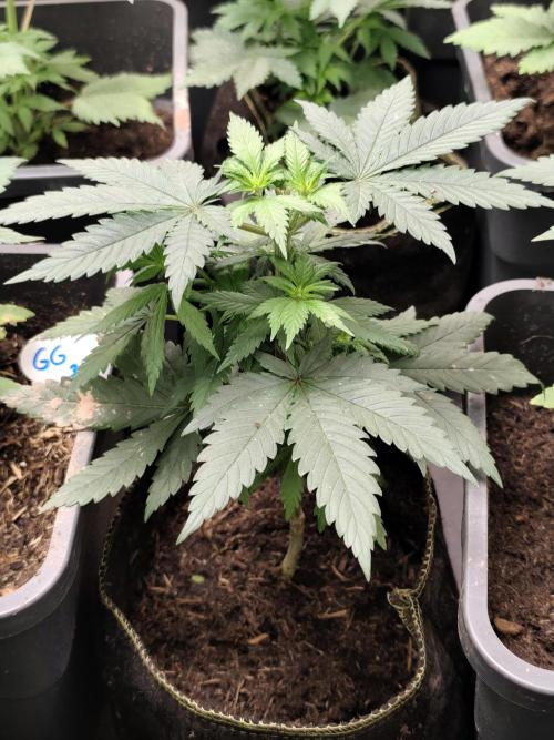 Purple Mintz 💜. Week 3