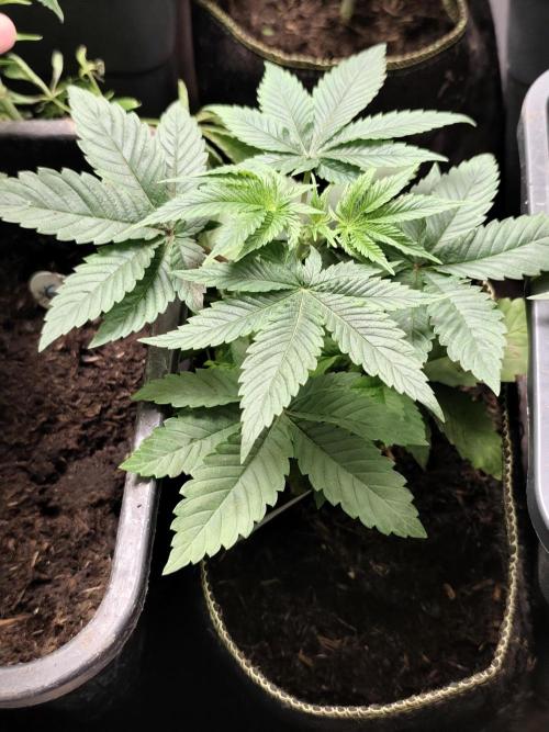 Purple Mintz 💜. Week 3