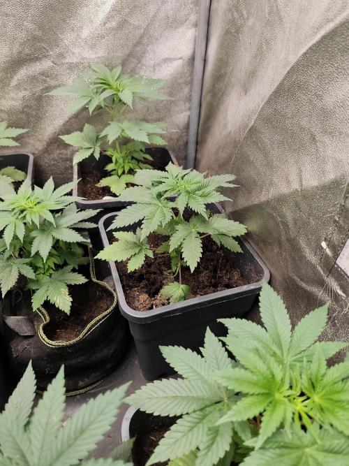 Sweetopia 🍭 paradise seeds. Week 3