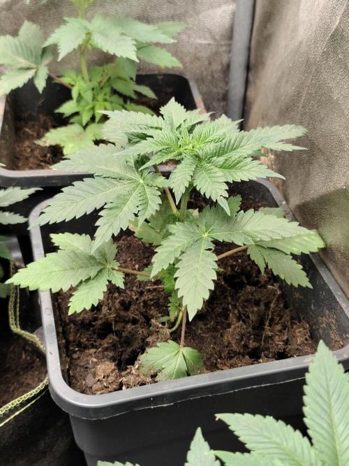Sweetopia 🍭 paradise seeds. Week 3