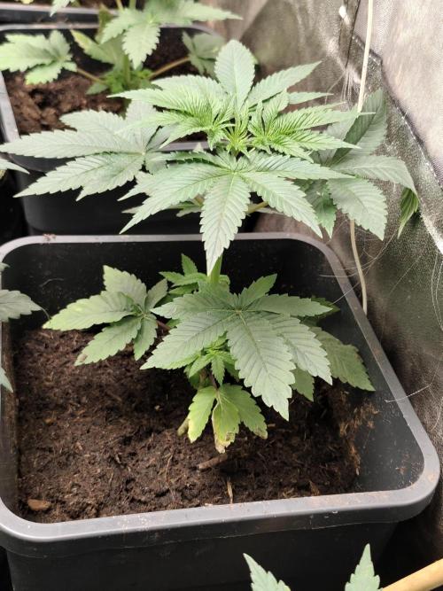 Sweetopia 🍭 paradise seeds. Week 3
