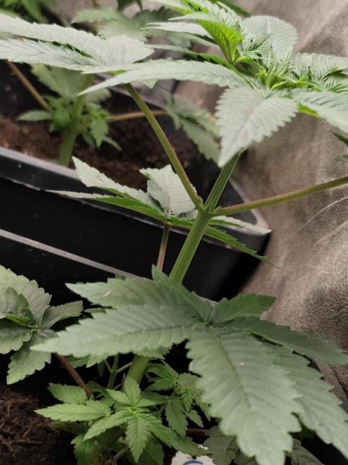 Sweetopia 🍭 paradise seeds. Week 3