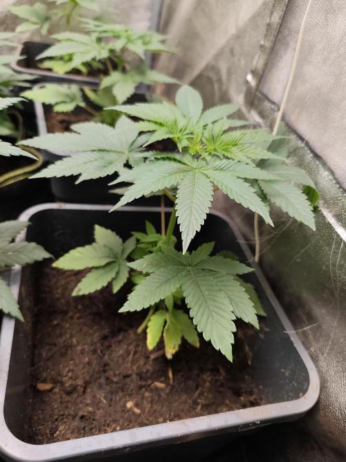 Sweetopia 🍭 paradise seeds. Week 3
