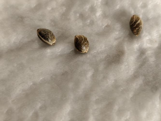 Durban Fruity - Serious Seeds. Week 0