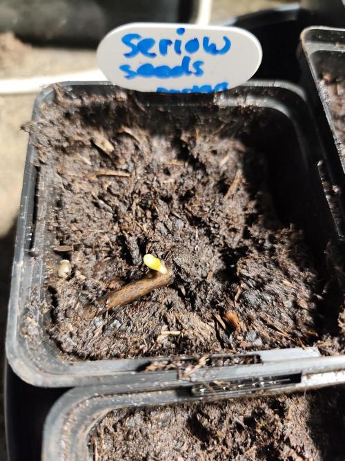 Durban Fruity - Serious Seeds. Week 0
