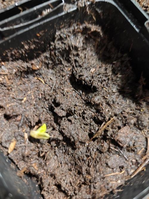 Durban Fruity - Serious Seeds. Week 0